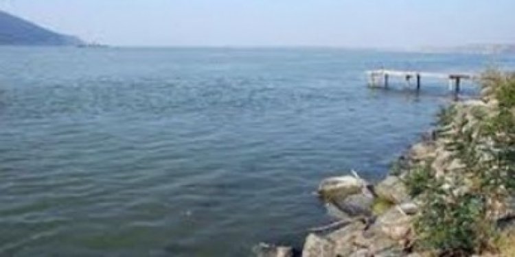 Tulcea: Peste 1.000 de sturioni au fost eliberaţi în Dunăre